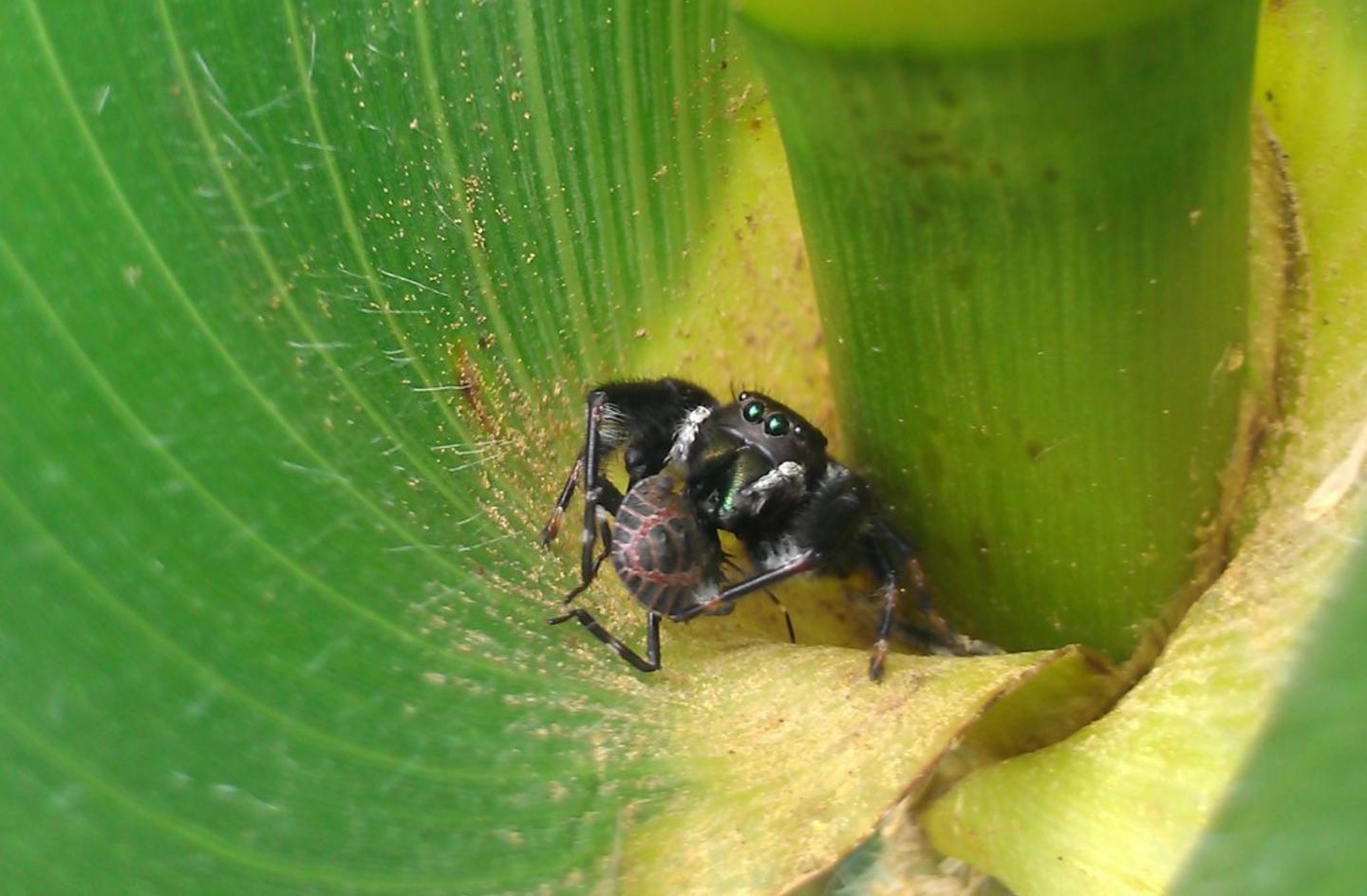 Jumping Spider on Corn Plant [IMAGE] EurekAlert! Science News Releases