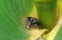 Jumping Spider on Corn Plant