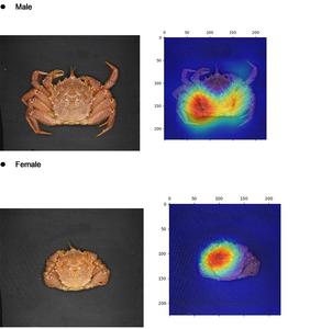 Deep learning models help tell apart male and female horsehair crabs.