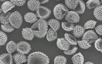 Cleaning Pollutants from Water with Pollen and Spores -- Without the 'achoo!' (Video)