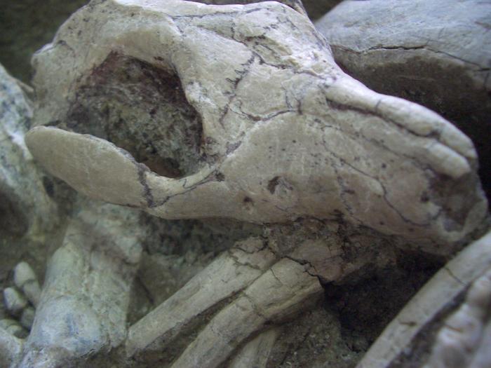 Rare fossil 2 (biting ribs)