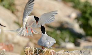 Roseate terns on Rockabill Island