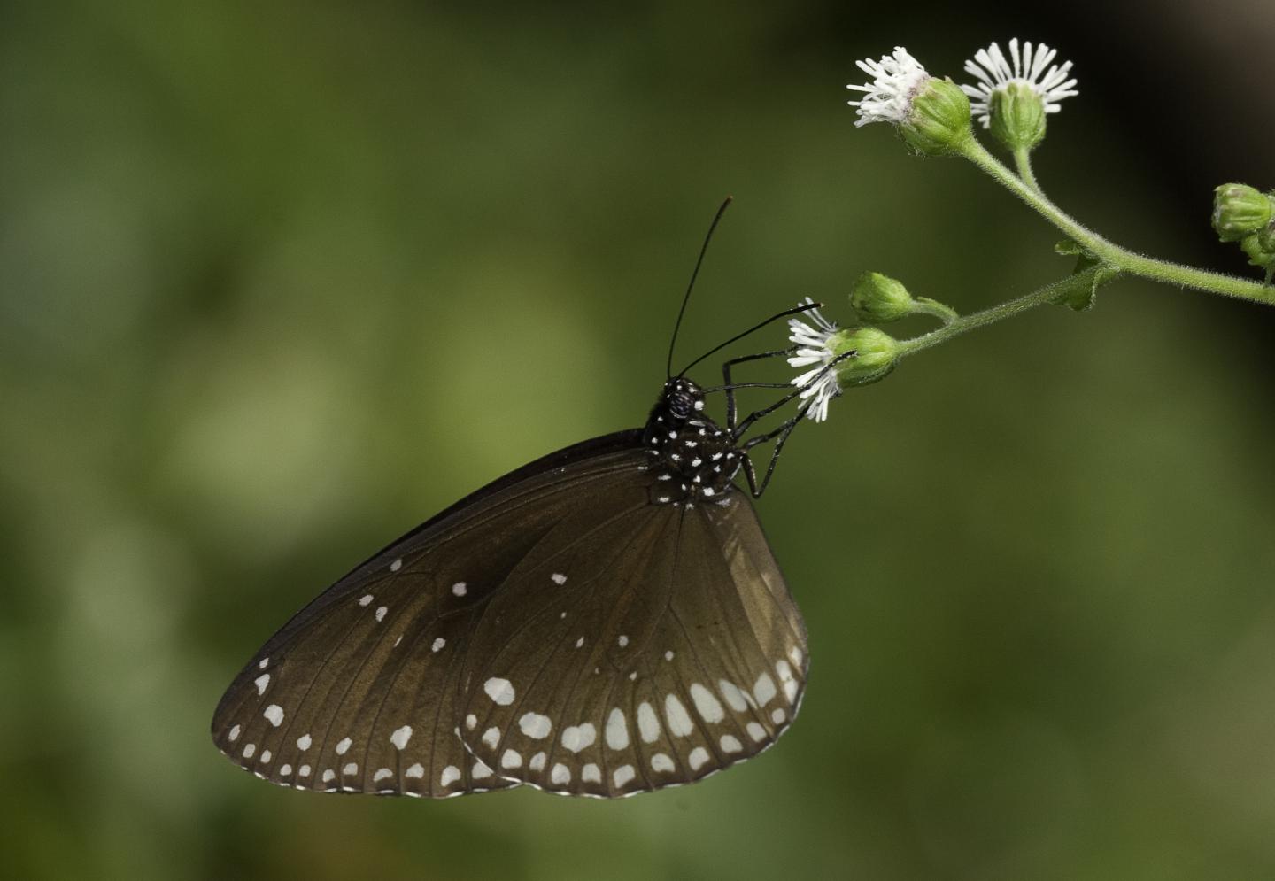<i>Euploea sylvester</i>