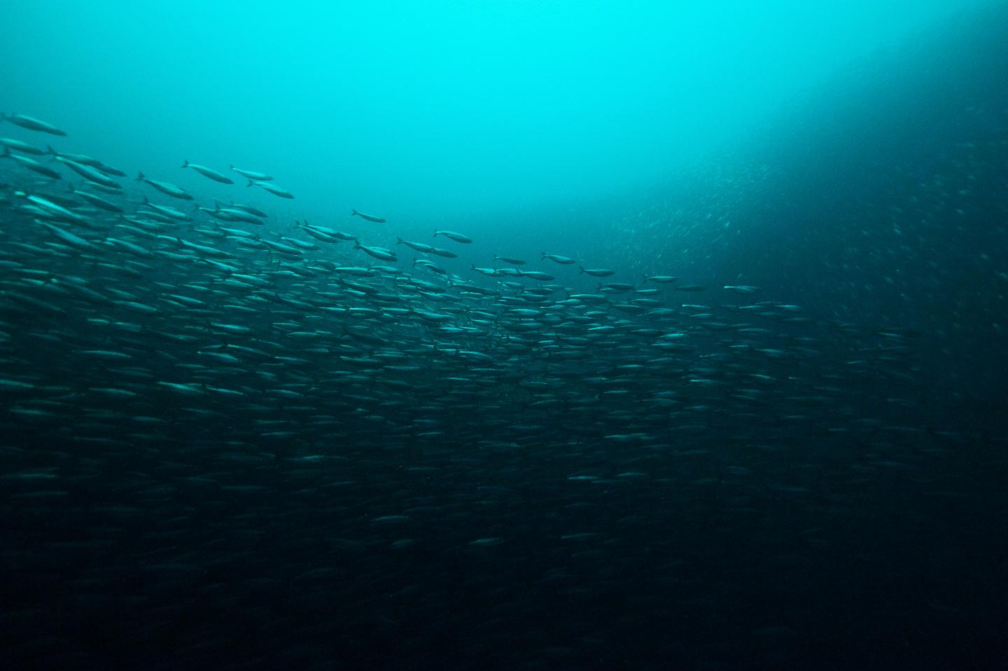 Shoal of Atlantic Herring at the Norwegian Coast