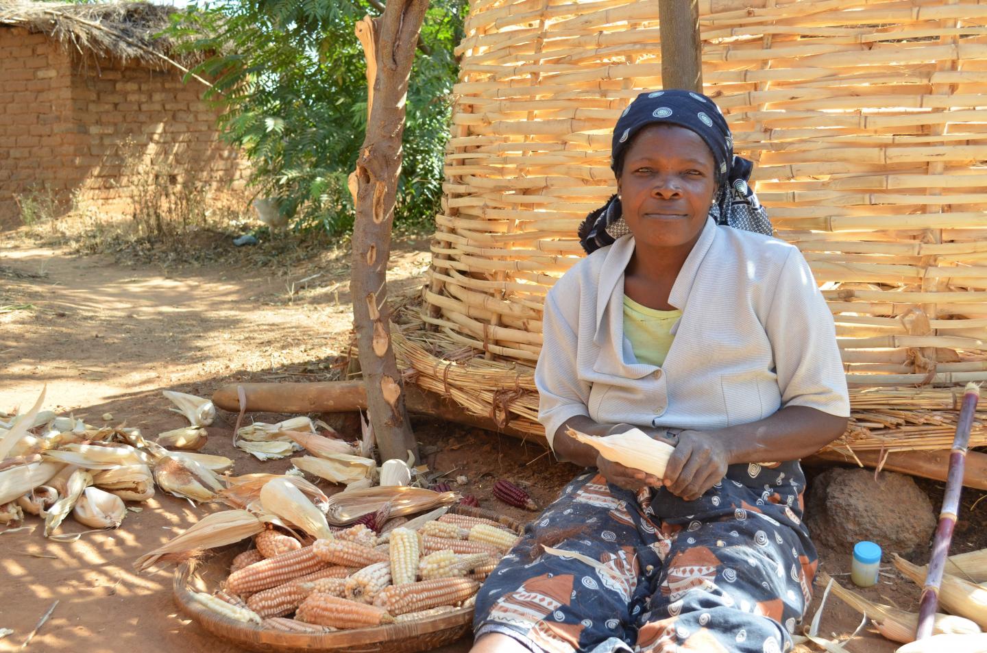 Female Farmer With Cobs Of Maize