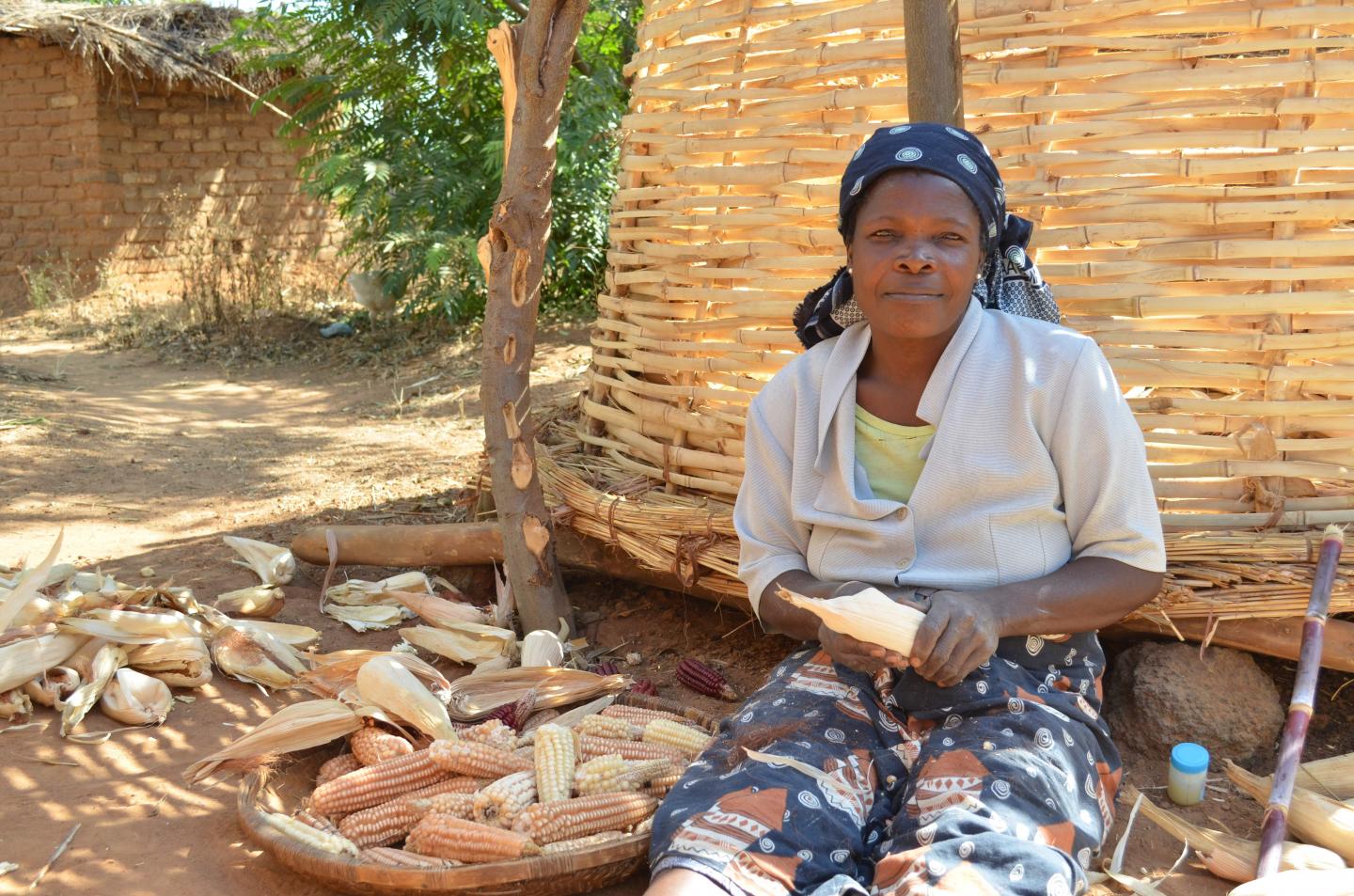 Female farmer with cobs of maize