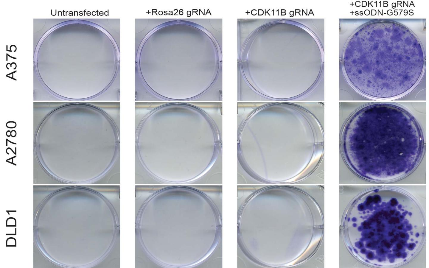 Mutated Cancer Cells