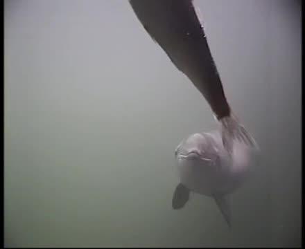 Harbour Porpoise Catches a Fish