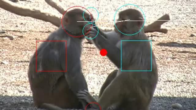 A Neural Explanation for "Monkey See, Monkey Do"