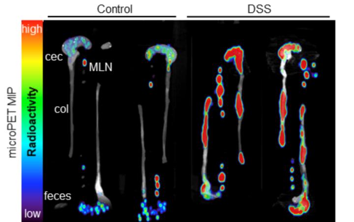 Ex Vivo ImmunoPET images of Colons, Ceca, and Mesenteric Lymph Nodes