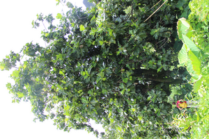 Cocobread tree