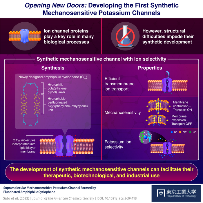 Opening new doors: First Synthetic Mechanosensitive Potassium Channel