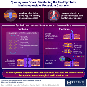 Opening new doors: First Synthetic Mechanosensitive Potassium Channel