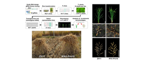 The mechanism of boosting rice yield by overcoming a trait trade-off beteen tiller number and panicle size