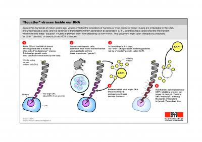 Graphic of Kap1 Functioning