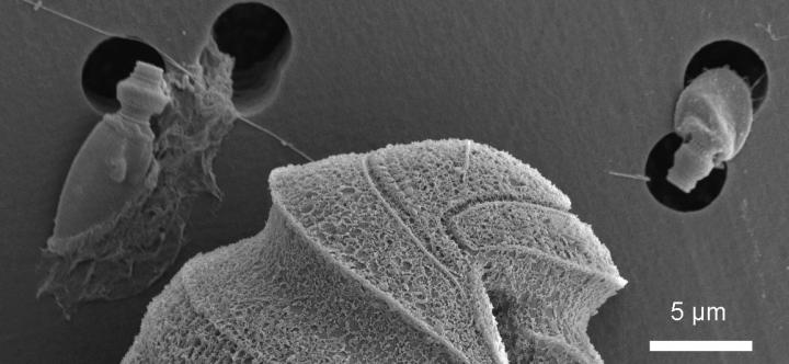 <i>Polykrilos kofoidii</i> (1 of 3)