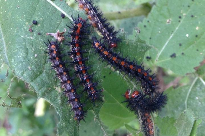 Coffee for the Birds (3 of 3)