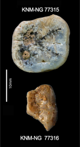 Paranthropus molars recovered from Nyayanga site.