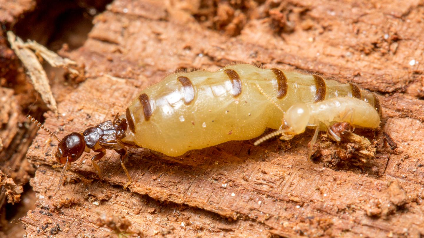 Termite Royal Recognition Pheromone Identified