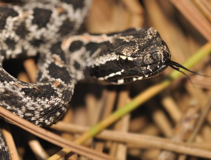 Pygmy Rattlesnake