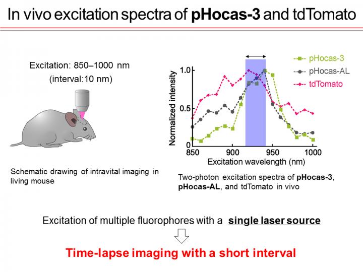 In Vivo Excitation Spectra