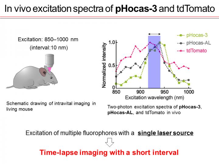 Vivo Excitation Spectra of Phocas-3 and Tdtomato