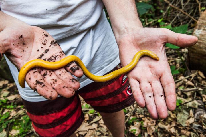 Researcher holding a Sa&otilde; Tom&eacute; caecilian