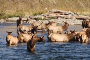 Elk group in water