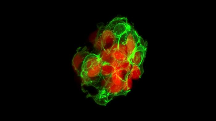 islet of beta cells in zebrafish pancreas