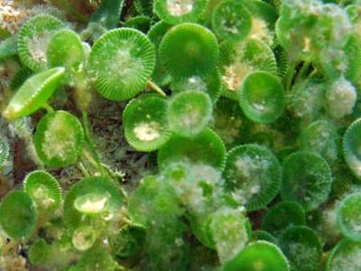 Mermaid's Wineglass in High CO2