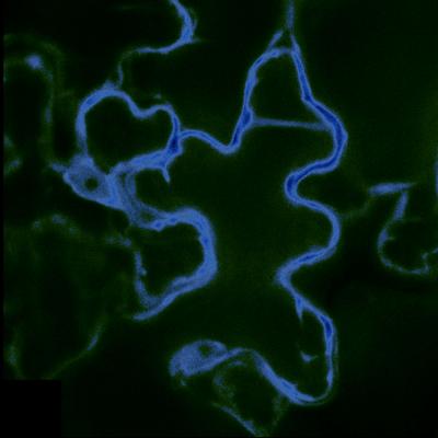 Fluorescent Imaging of Glucose in Plant Tissues