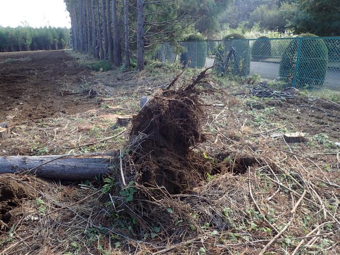 Root-soil plate of Japanese cedar after the tree-pulling experiments