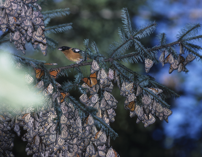Monarchs in Mexico