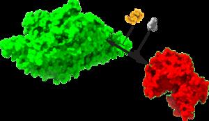 PKM KIBRA Structures with Inhibitors