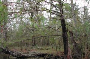 Trees stressed by salinification during the drought of 2011-12 along the Neches River in Big Thicket National Preserve, Texas.