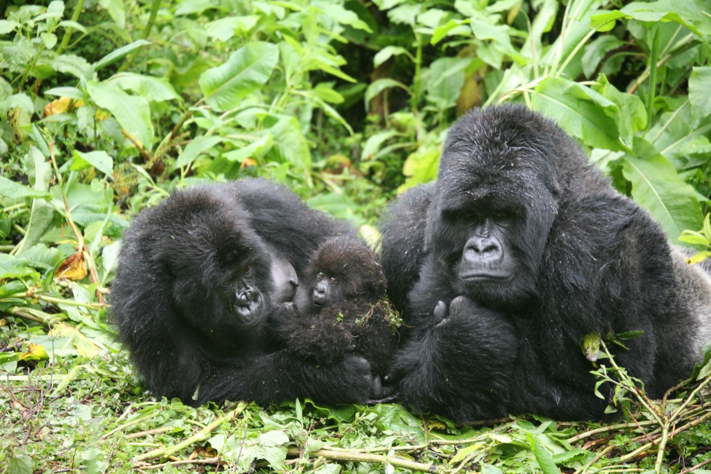 Gorilla Family