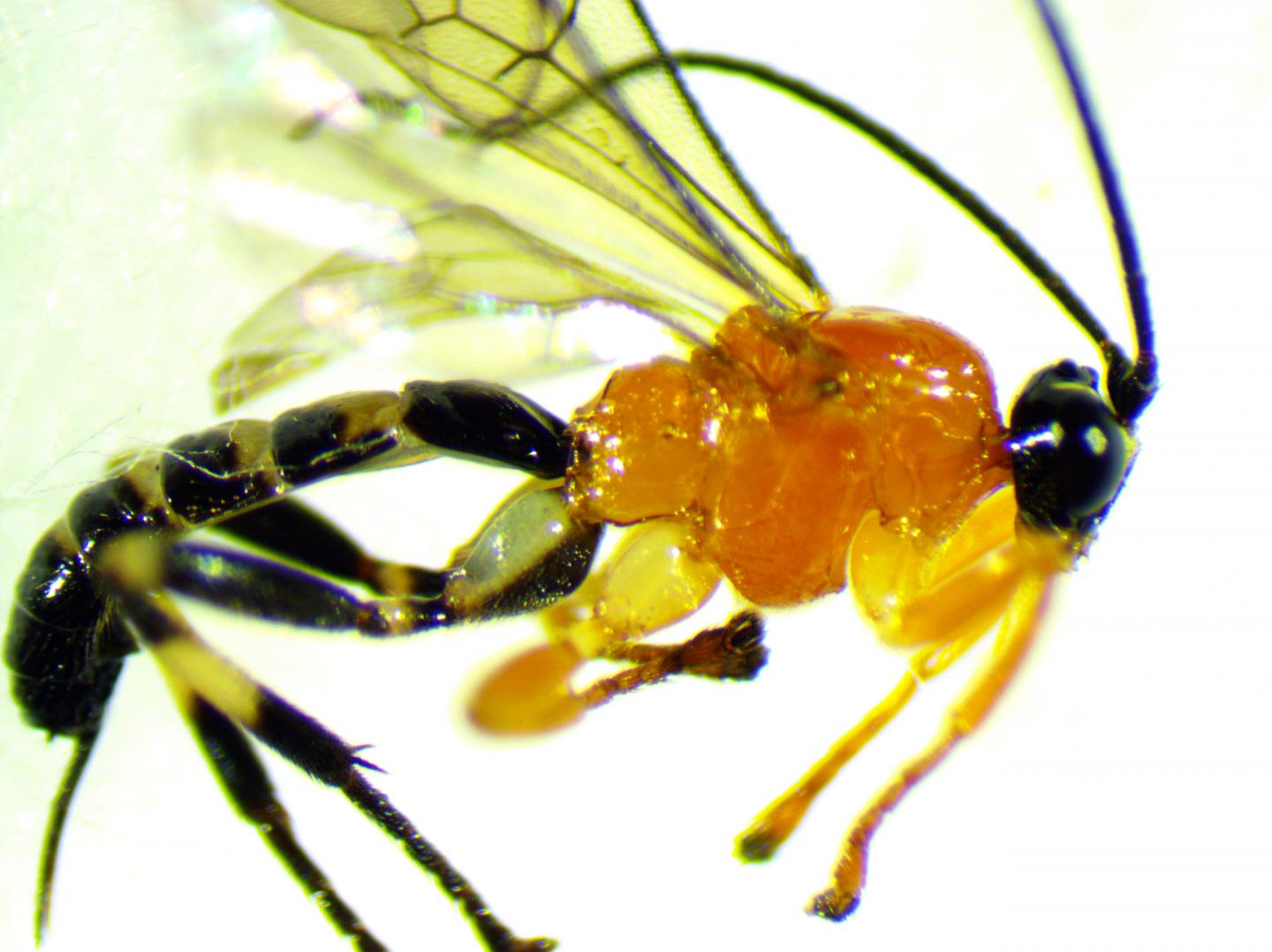 Newly Discovered Zatypota Species Wasp