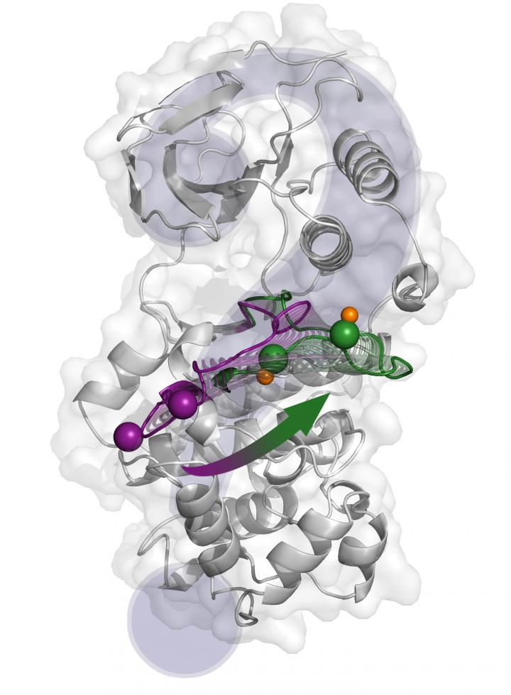 p38 Activation Mechanism