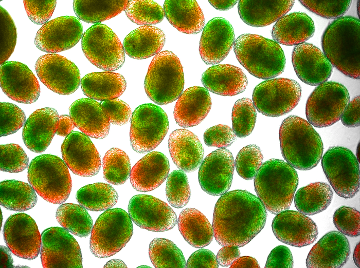 State-of-the-art neural organoids designed at Houston Methodist Research Institute