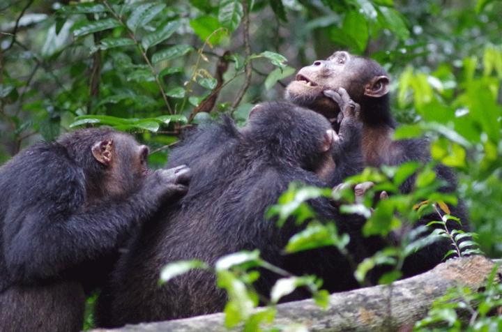 Chimpanzees in Ta&iuml; National Park