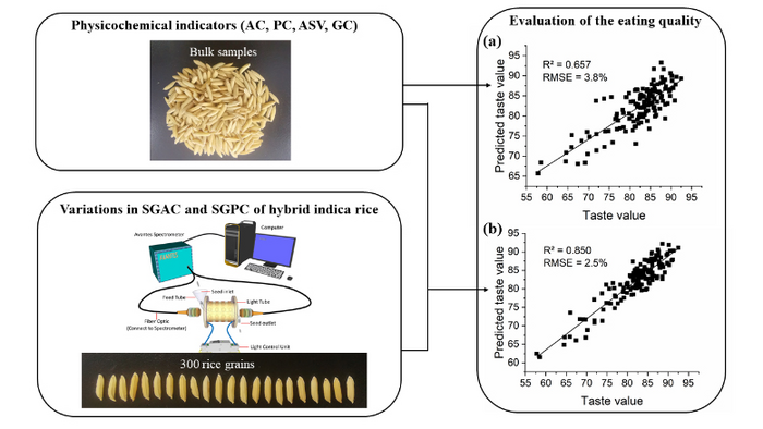 Study Reveals Factors Relating to Hybrid Rice Eating Quality