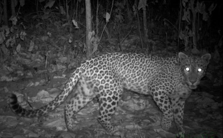 Leopard on the Night Trail