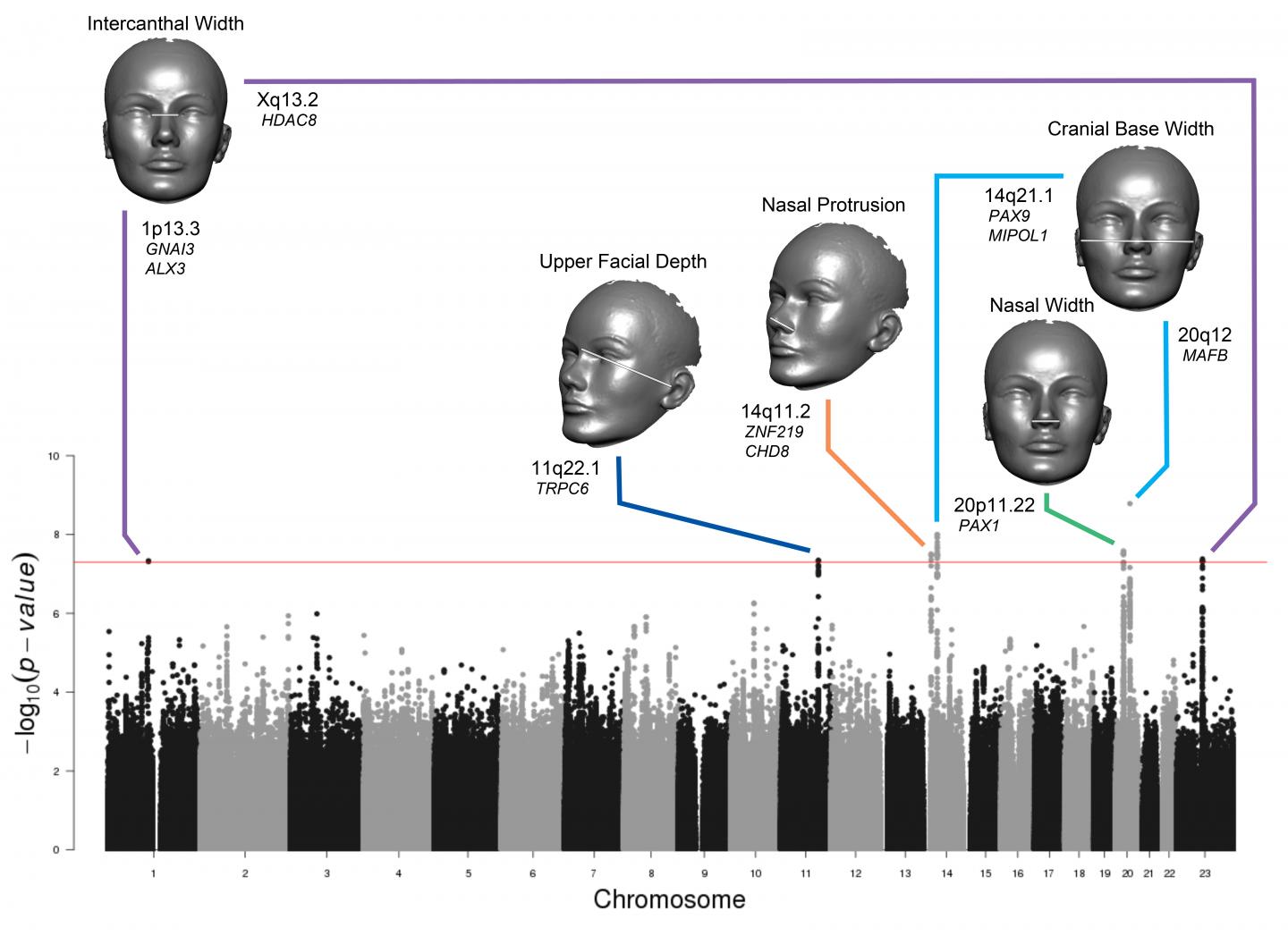 Face shape is in the genes | EurekAlert!