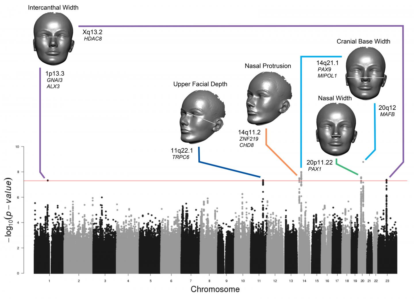 face-shape-is-in-the-genes-eurekalert