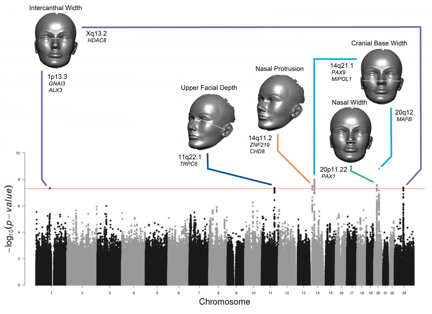 Face Shape is in the Genes