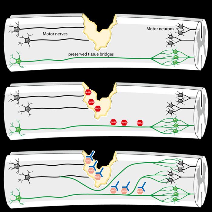 Formation of new nerve connections after acute spinal cord injury