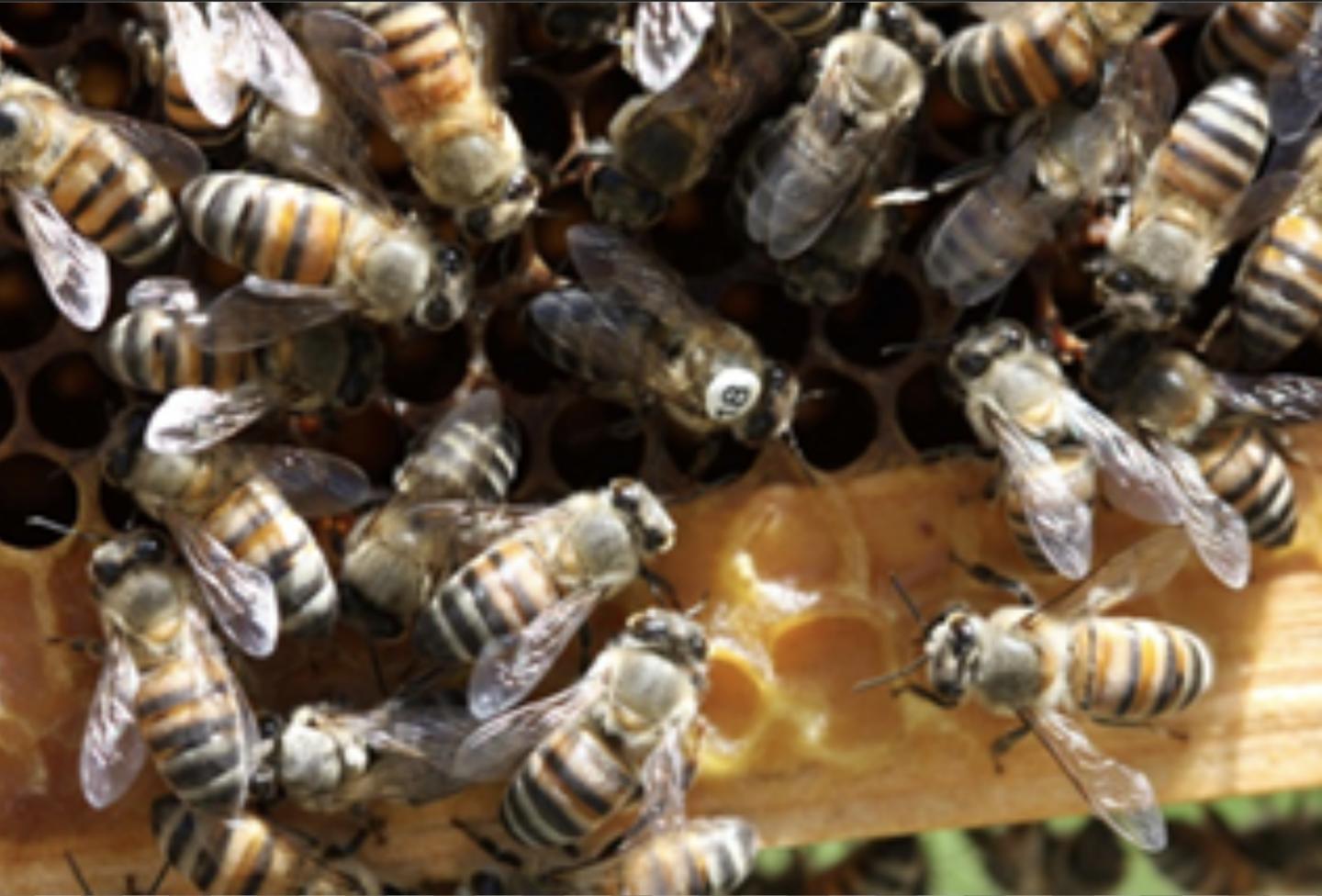 All Hail the Pseudoqueen