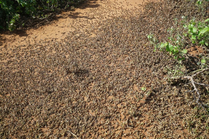 Locust swarms, Kenya 2021