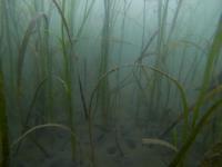 Seagrass Habitat in Possession Sound, Wash.