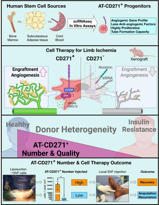 How CD271-positive stem cells from adipose tissue can rescue limbs at risk of amputation